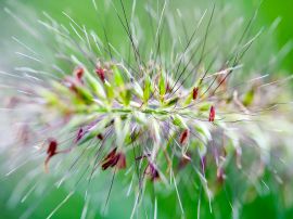 Flower with spikes Обои