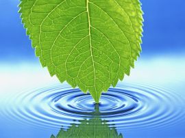 Leaf touching water Обои