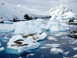 Seals on island Обои