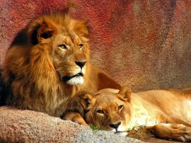 Two lions lying Wallpaper