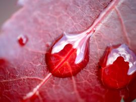 Water on red leaf Обои