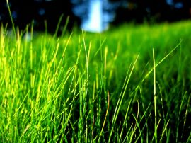 Green grass contrast Wallpaper