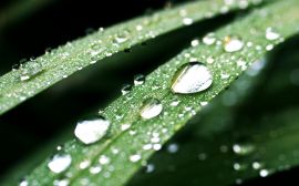 Dark green drops Wallpaper