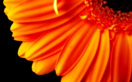 Orange flower petals Обои