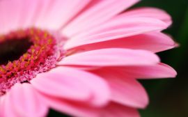 Pink flower petals Wallpaper