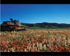 Tank in the field Wallpaper