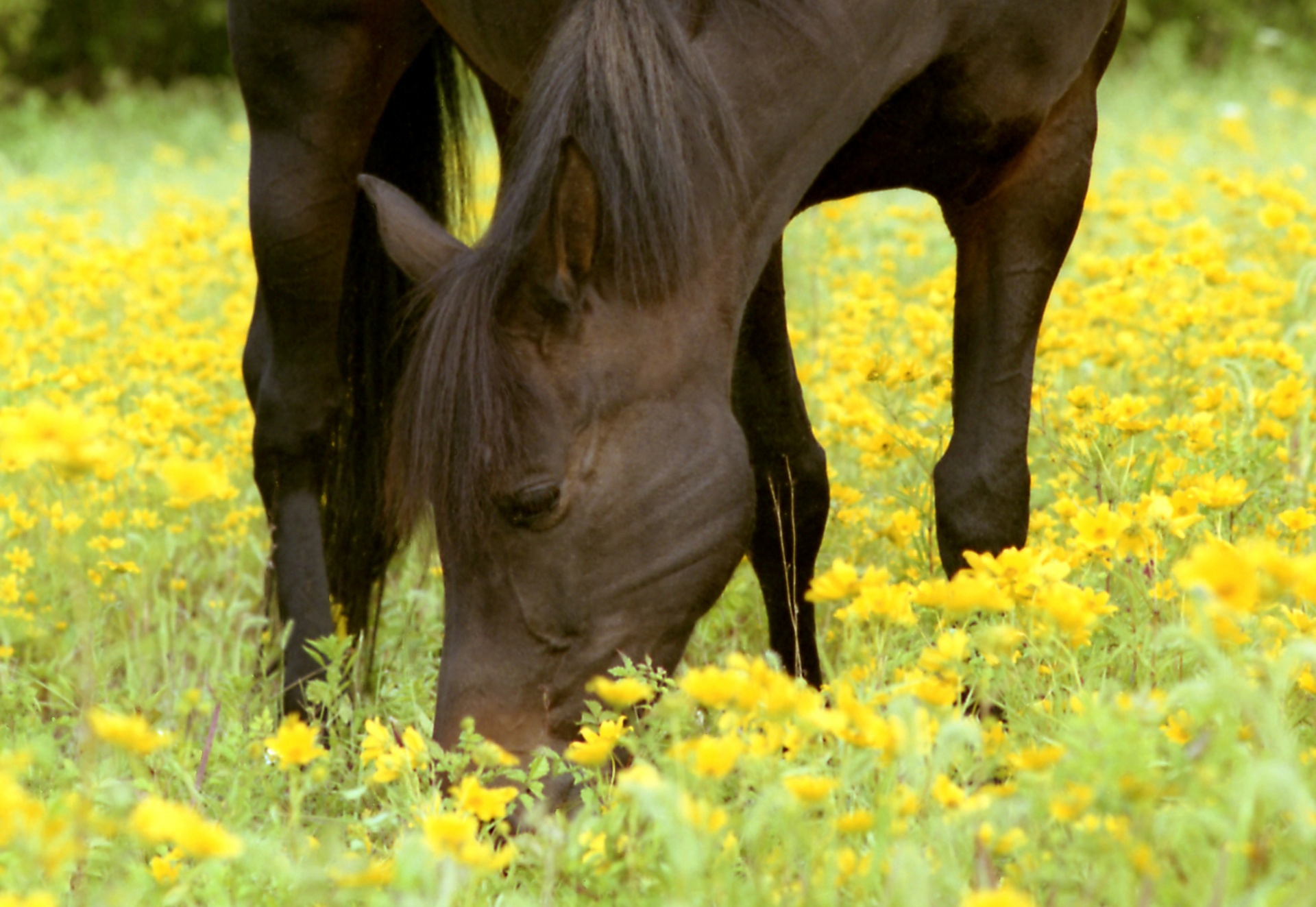 Годы жизни лошади. Лошади. Лошади на лугу. Что едят лошади. Лошадь в желтых цветах.