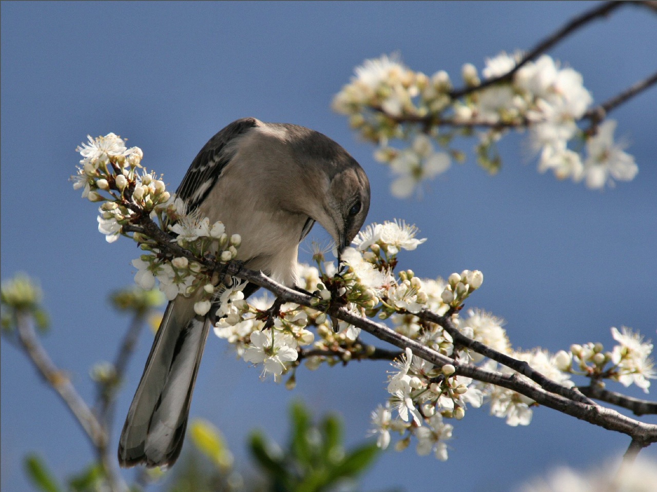Приход весны птицы. Весенние птички. Природа птицы. Природа весной.